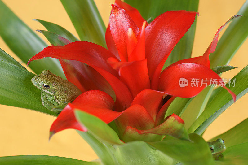 树蛙(Litoria infrafrenata)和树蛙(凤梨科)